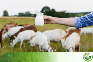 قیمت هر کیلو کنسانتره گوسفندی