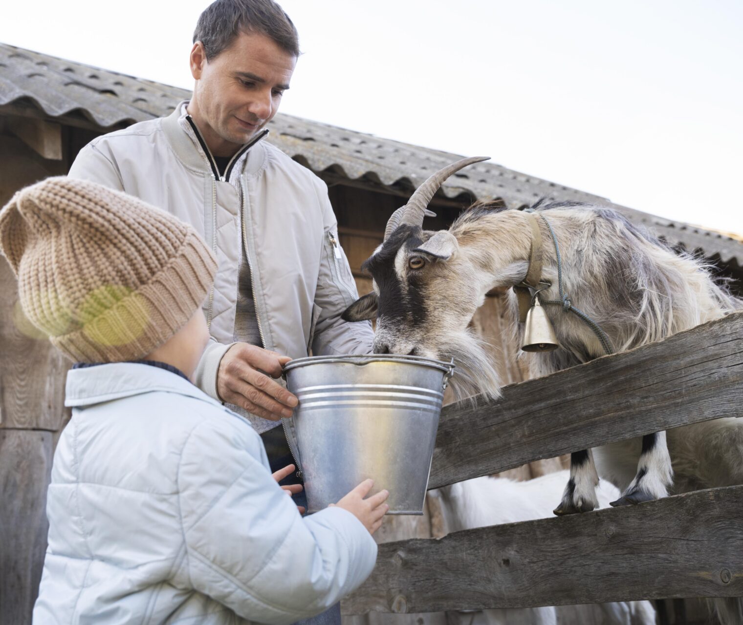 جیره دستی به دام