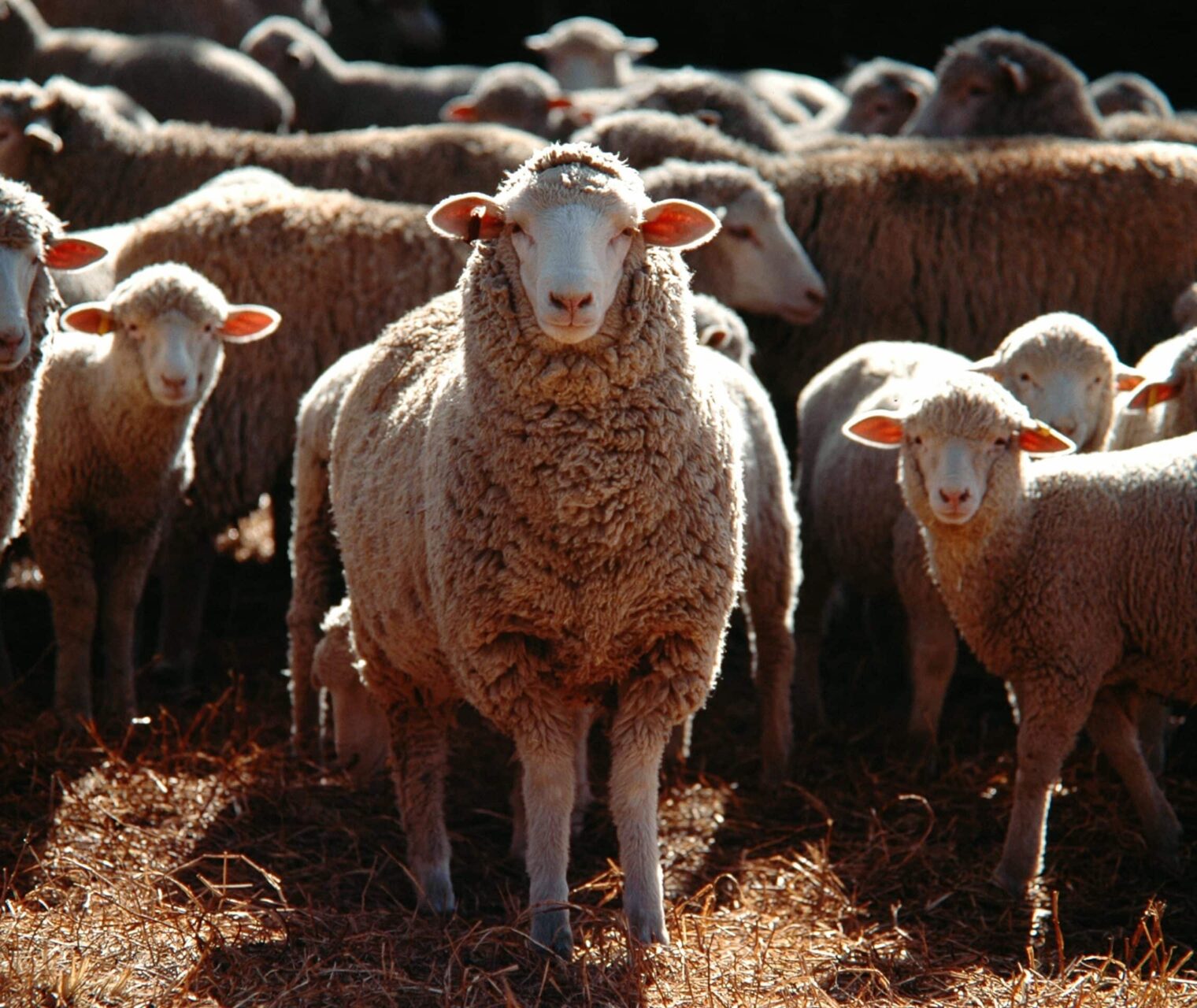 کنسانتره دامی برای دام سبک