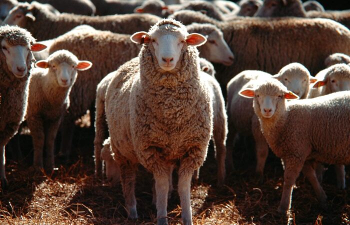 کنسانتره دامی برای دام سبک