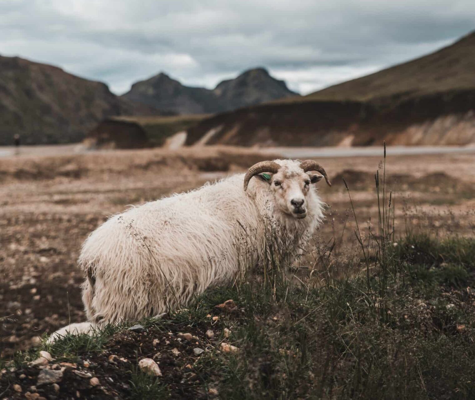 باید و نباید کنسانتره دامی