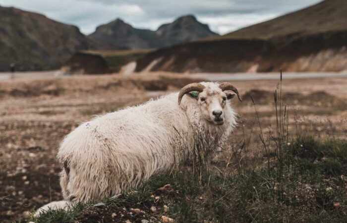 باید و نباید کنسانتره دامی