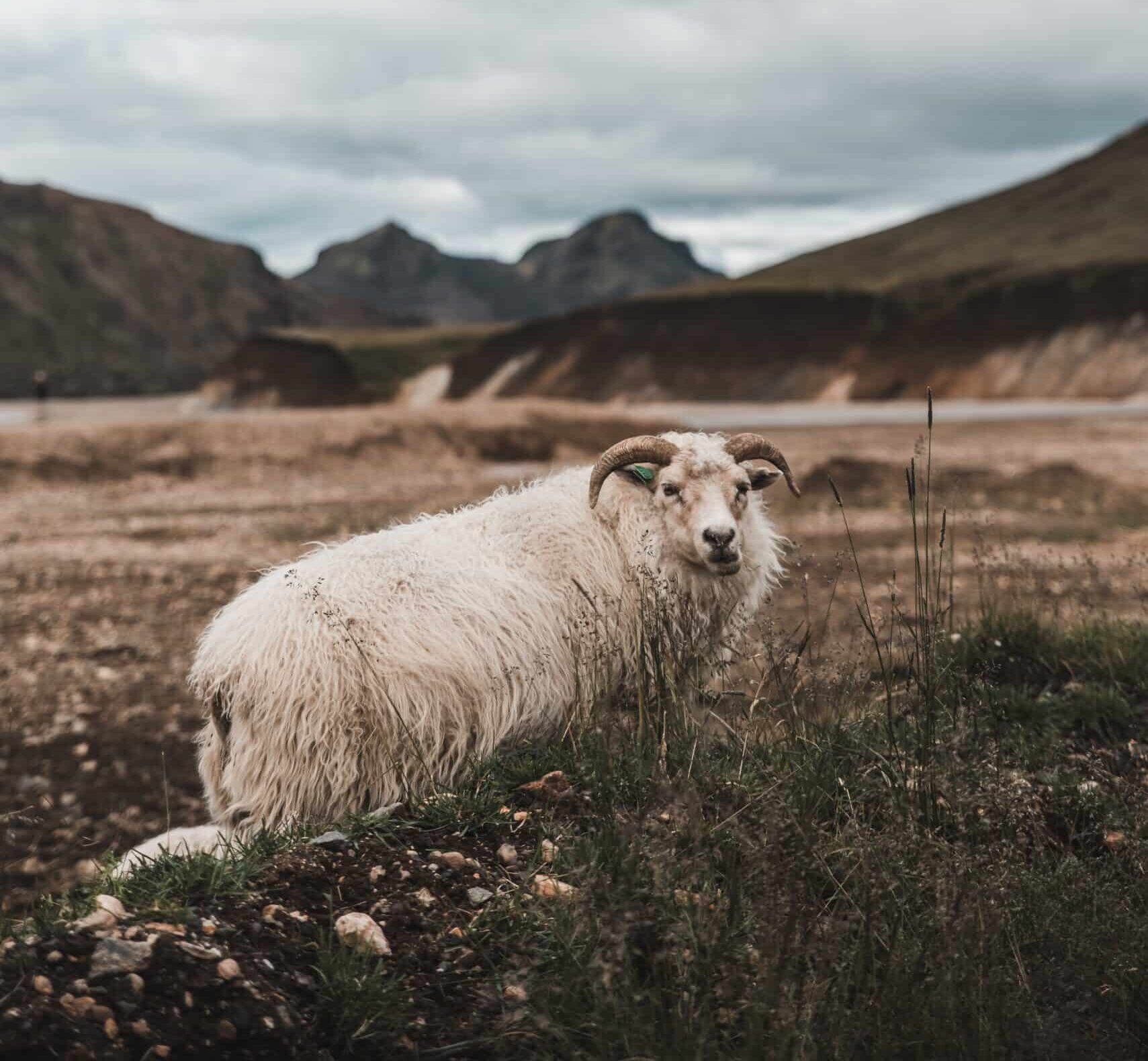 باید و نباید کنسانتره دامی