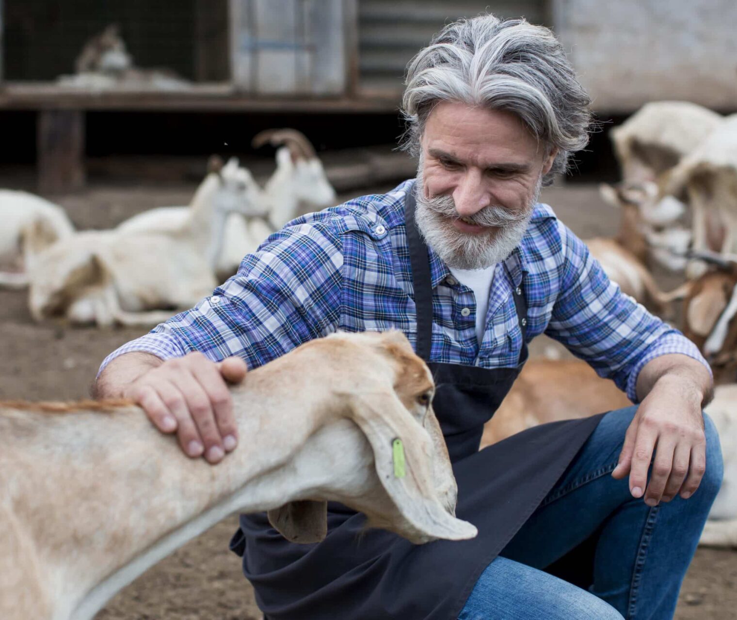 کنسانتره شیری و پرواری