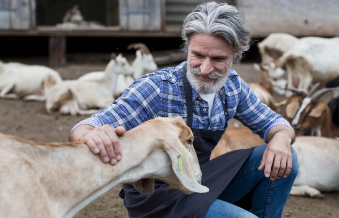 کنسانتره شیری و پرواری