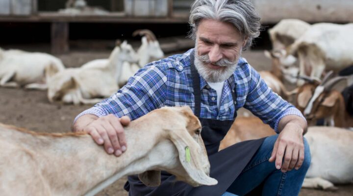 کنسانتره شیری و پرواری